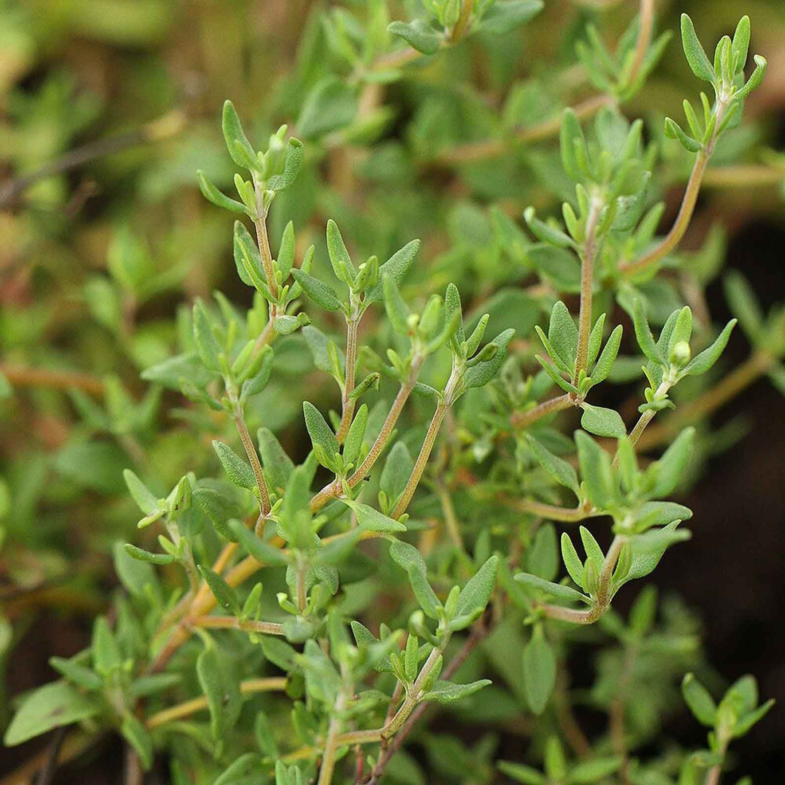 Close-up of a Thyme Smudge Stick showcasing densely packed, lush green leaves on slender stems with vibrant, healthy foliage that resembles natures aromatic zodiacal perfume.